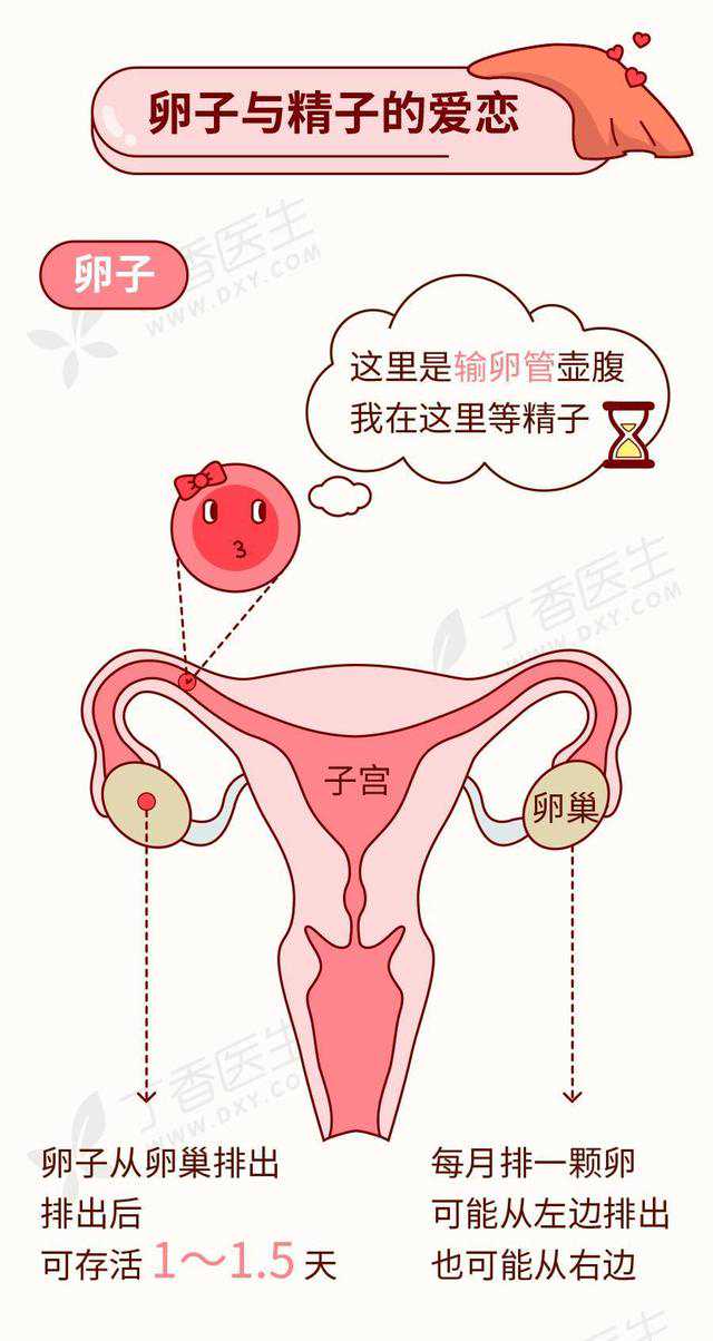 怀孕三个半月香港还能验血吗,长期备孕却怀不上，教你5个小妙招，助您好“孕