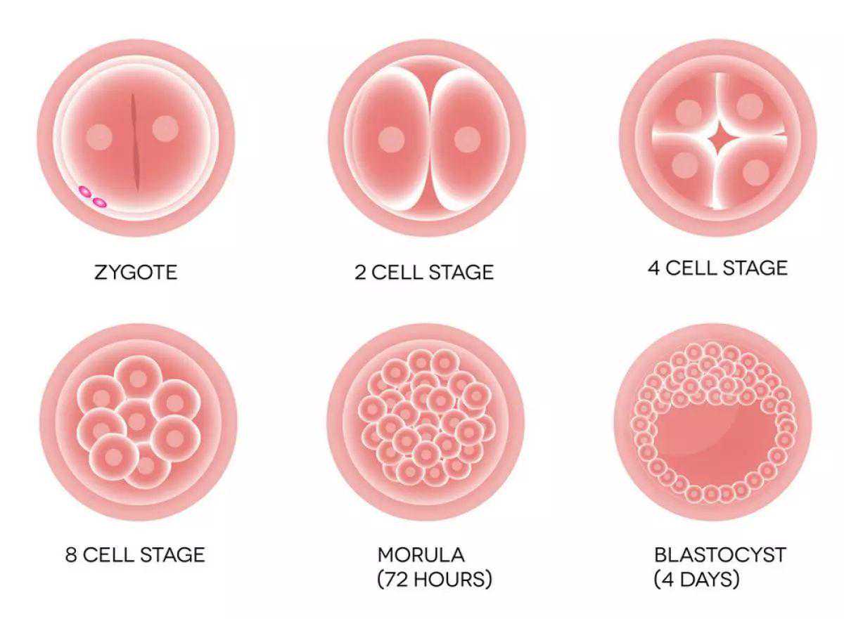 香港验血鉴定男女准吗多少钱,美国试管婴儿专家科普：第三天的胚胎与第五天