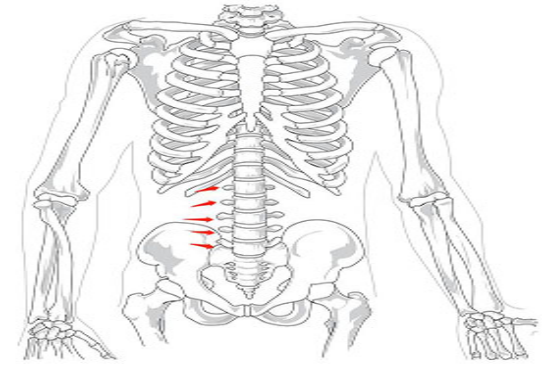 福尼亚胰岛素泵官网,腰椎12345节的位置图